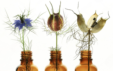 Comment se soigner avec la graine de nigelle 