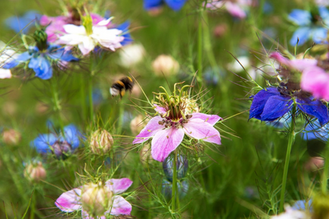 La Nigelle